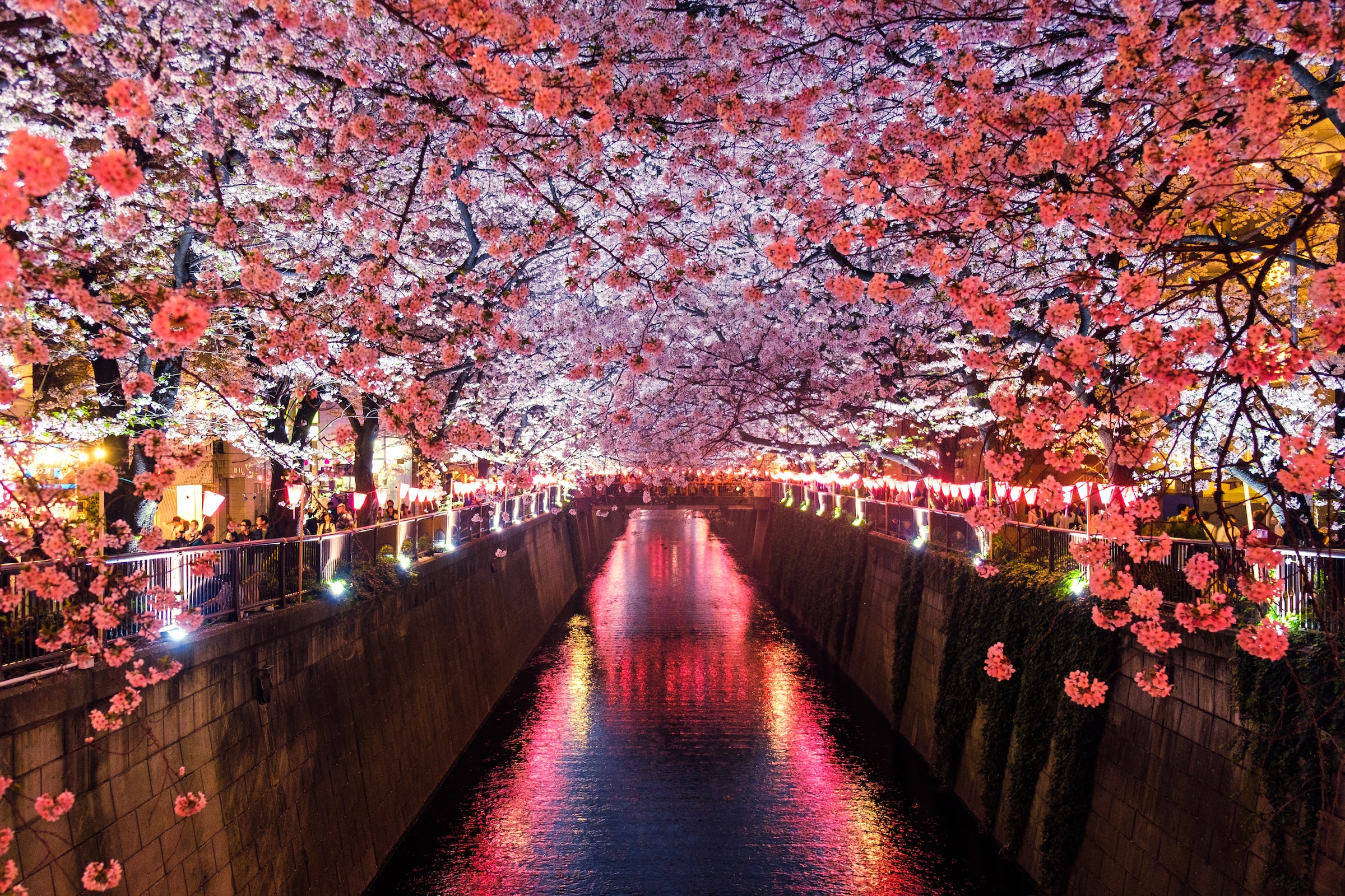 Cherry blossoms hanging over waterway - Contact Cornelia Gilbert - Image by Sora Sagano